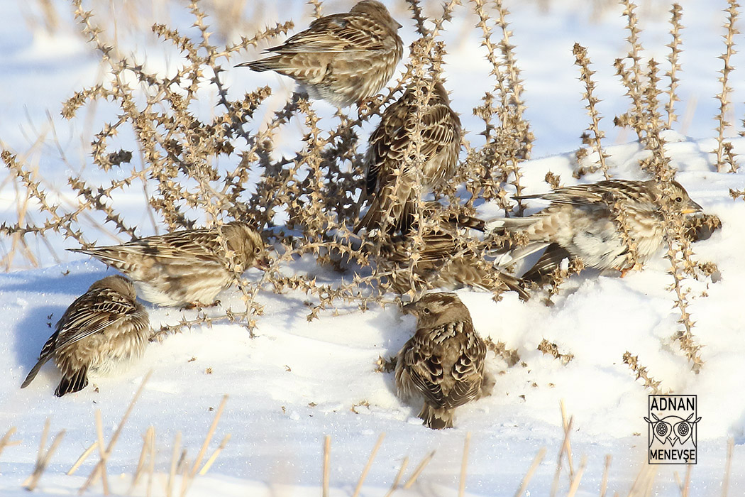 Rock Sparrow